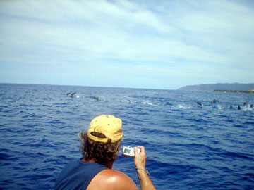 Honolulu Hawaii Dolphin Snorkel Tour Adventure