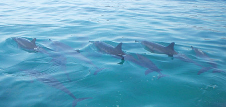 Hawaii Snorkel Tour with Dolphins on Oahu Hawaii